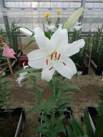 [5627 VH57 No01.JPG]